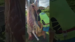 skinning a beast in the feild