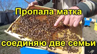 Пропала матка объединяю семьи весной