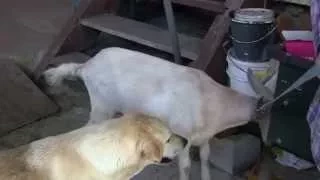 Goat and Dog Friends