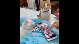 Como DESCONCERTAR a un gatito