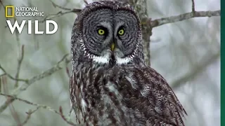 Owls Have Superior Senses | Nat Geo WILD