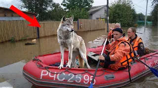 Волк вёл спасательную лодку, пытаясь найти свою хозяйку. Он был готов на всё ради неё