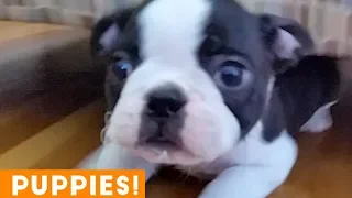 New Year New Puppies Compilation 2019 | Funny Pet Videos