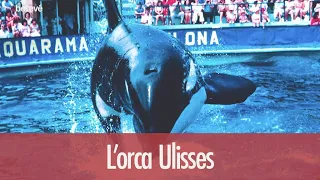 L’orca Ulisses, l’estrella del Zoo de Barcelona | betevé