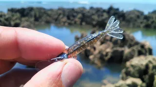INCRÍVEL! micro camarão na pesca UltraLight de praia muita ação nas pedras