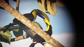 Yellow-throated Toucan fight! Ecoturísticos La Tarde, Corcovado, Costa Rica.