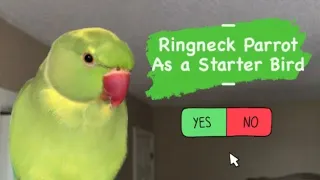 Are Indian Ringneck Parrots A Good Starter Bird?