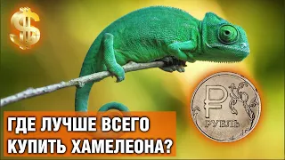 Где купить йеменского хамелеона — Как выбрать при покупке