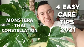 4 Easy Care Tips for the Monstera Thai Constellation | Things you should know about the MTC