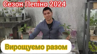 Пепіно - Сезон 2024 розпочато. Догляд, грунти, рекомендації по вирощуванню пепіно)))