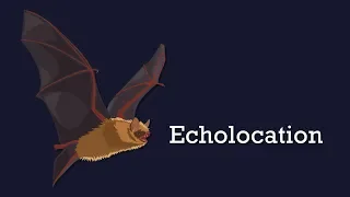 Bat Echolocation