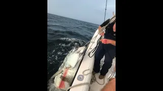 Loading Bluefin Tuna on Conch 27