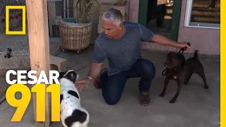 The Art of the "Tsch" | Cesar 911