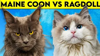 Maine Coon Cat vs Ragdoll Cat - As DIFFERENT As They Can Get!