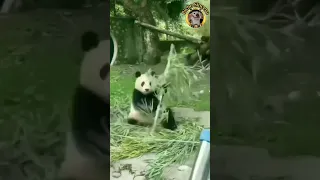 Kung Fu Panda LIVE ACTION 🐼🥋