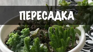 Пересадка композиції із сукулентів. Садок із сукулентів