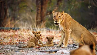 A Lioness Mom Confronts a Trespasser to Protect Her Cubs