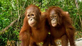 Three’s a Crowd in this Orangutan Relationship
