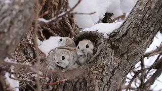 【4K】Siberian flying squirrel  エゾモモンガ