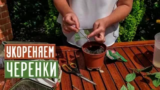 Размножение гортензии черенками 🌱 Как не допустить ошибок? / Садовый гид