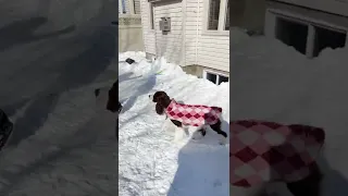 Cute Dogs Bubble Party❄️| Ember The English Springer Spaniel #shorts