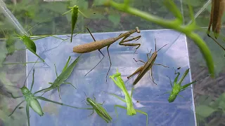 You must see!!! Hunt praying mantis, locust and grasshoppers in the grass of the countryside