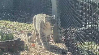 Snow leopard