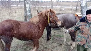 Жеребец Гром и Лыска