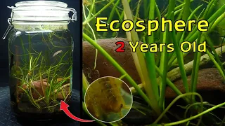 PARASITE Ecosphere 2 YEARS later!  │ Woodland Stream Ecosphere - 2 Year Update!