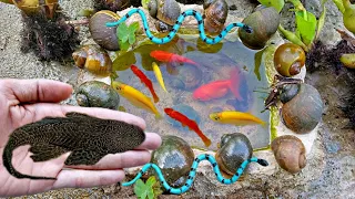 Catch colorful ornamental fish, Guppy fish glofish, chana fish, Tank cleaner fish part 17