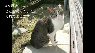 猫のさえちゃんの紹介