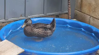 Duck Edition: She's getting bigger at 6 weeks old! #duck #ducks #petduck #pets #petlovers #animals