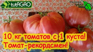 ВОТ ТАК ТОМАТ! Берешь в руки - маешь вещь. Помидор-гигант! А какой у вас самый крупный томат 2023?