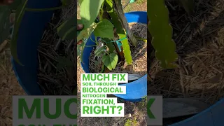 Who knew beans and dragonfruit could make the perfect match? 🤝🌱 #foodforest soilhealth #beans