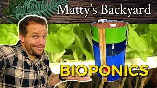 Using URINE as fertiliser in my BIOPONICS! #aquaponics #organicgardening #urine