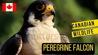 Speeding Skyward: The Peregrine Falcon’s Canadian Journey