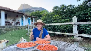 COLHEITA DE  ABÓBORAS - DOÇURA PARA COMEMORAR - 3 ANOS DE TERRA ROSANA