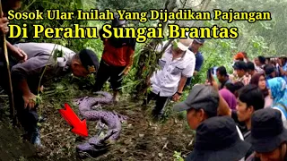 Viral..! Inilah Sosok Ular Besar Yang Dijadikan Pajangan Perahu Di Sungai Brantas