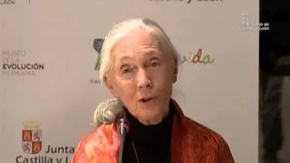 Jane Goodall visita el Museo de la Evolución Humana