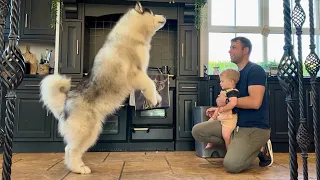 Adorable Baby Boy Laughs At Jumping Dog! (Cutest Ever!!)