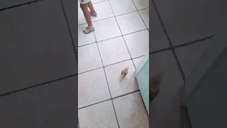 pintinho está pensando que encontro a mamãe dele 😂😂#shorts