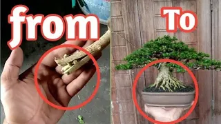 part1/program awal akar bonsai - how to make amazing root bonsai and this program root