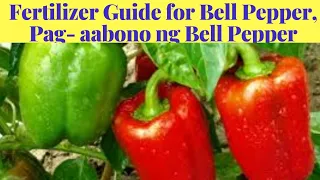 PAG-AABONO NG BELL PEPPER,  Atsal, Fertilizer Guide for Bell Pepper