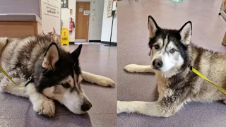 Husky Gets Taken To The Vets, He Hates Me