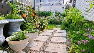What's blooming in our small backyard garden | Garden Tour #gardentour #garden #new #relaxing