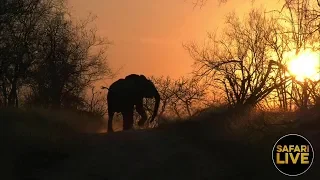 safariLIVE - Sunset Safari - September 1, 2018