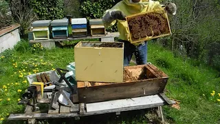 Storie da un apicoltore principiante - Popolamento di una TopBar
