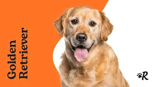 Golden Retriever: Is This the Perfect Dog Breed for You?