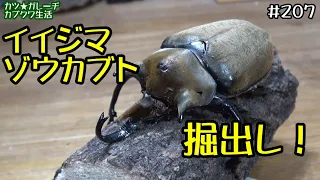 巨大なカブトムシ誕生！イイジマゾウカブトの掘出し！「カツ★ガレーヂカブクワ生活207」【イイジマゾウカブト】