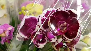 СУПЕР качество ОРХИДЕИ в КАСТОРАМА Polka Dots Montreux Orchids ORCHID орхидея ОРЕНБУРГ Обзор